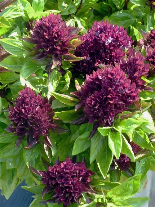 базилик кардинал