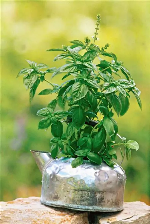 базилик Дженовезе