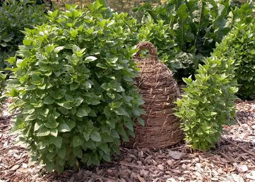 базилик «Греческая колонна»