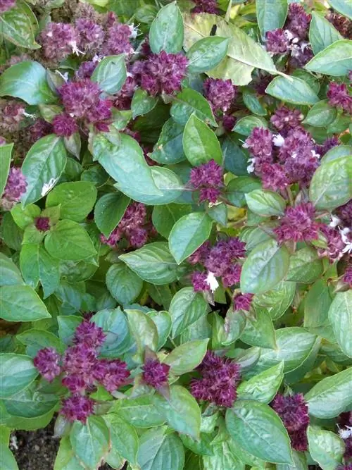 Базилик Волшебный Михаил