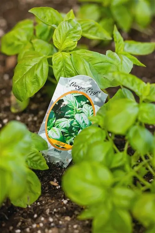 Как посадить и вырастить базилик