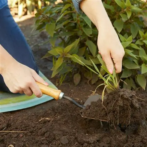 удаление росички