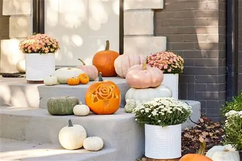 Тыквы на крыльце дома в окружении мам.