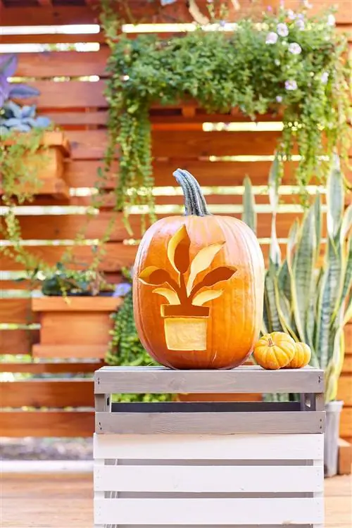 Тыква с выгравированным на ней растением в горшке на деревянном ящике.