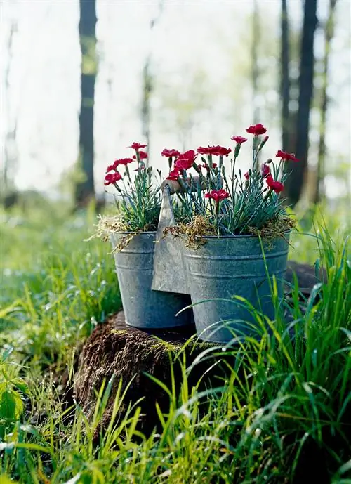 Гвоздика в оцинкованном ведре