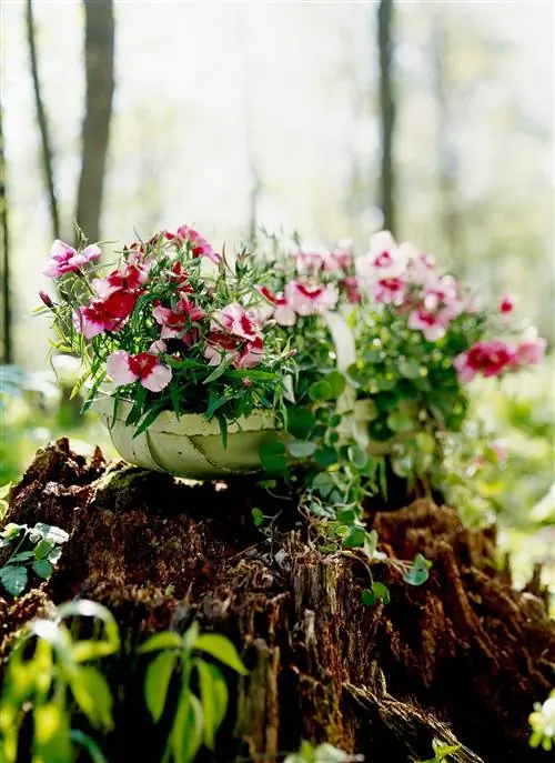 Розовый и фуксия диантус с зеленью в багажнике