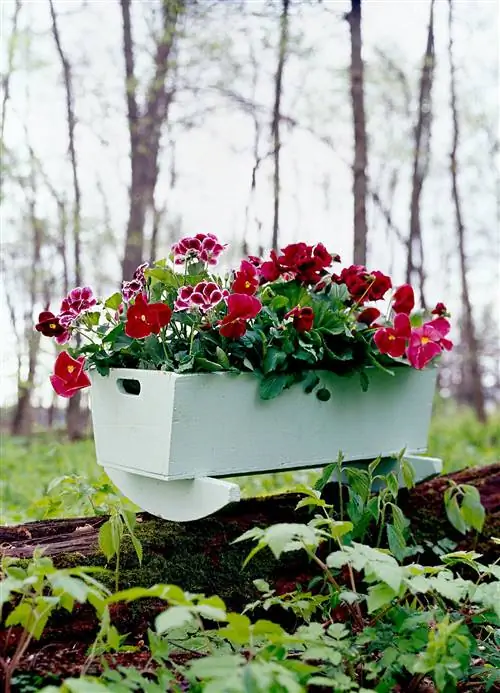 Слива, белая герань и темно-розовые анютины глазки в горшке размером с куклу