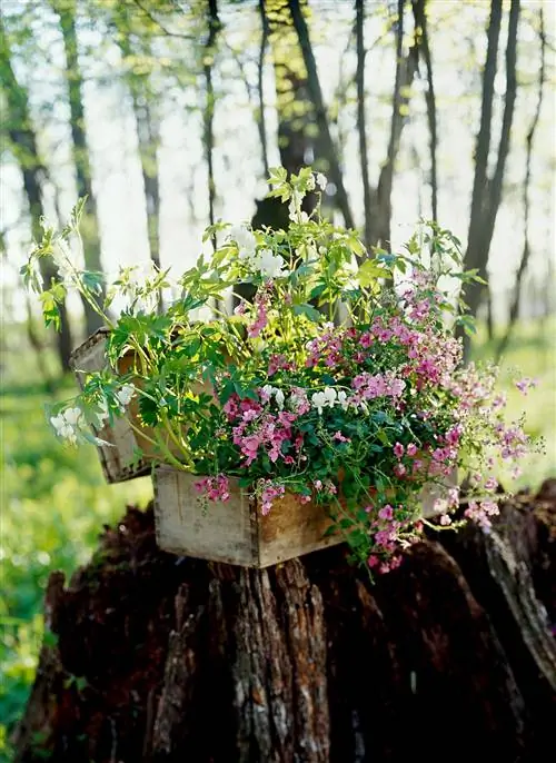 Белые и розовые цветы кровоточащего сердца в ящике для инструментов