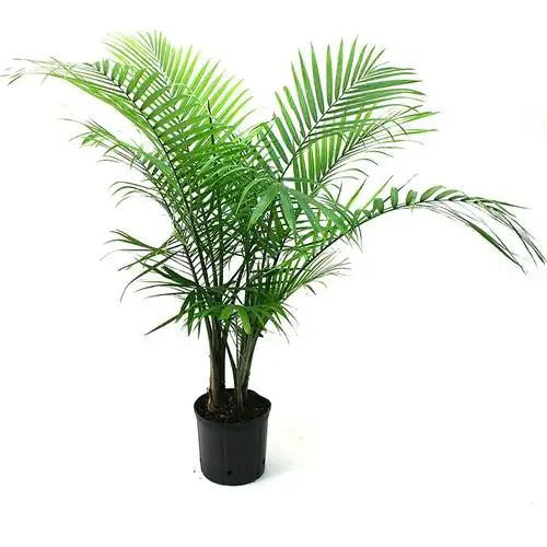 Делрейские растения Majesty Palm