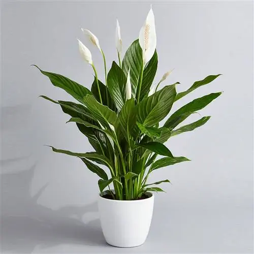 Установка для очистки воздуха Peace Lily Easy Care Low Light
