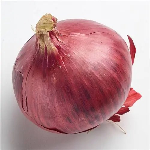 красный лук