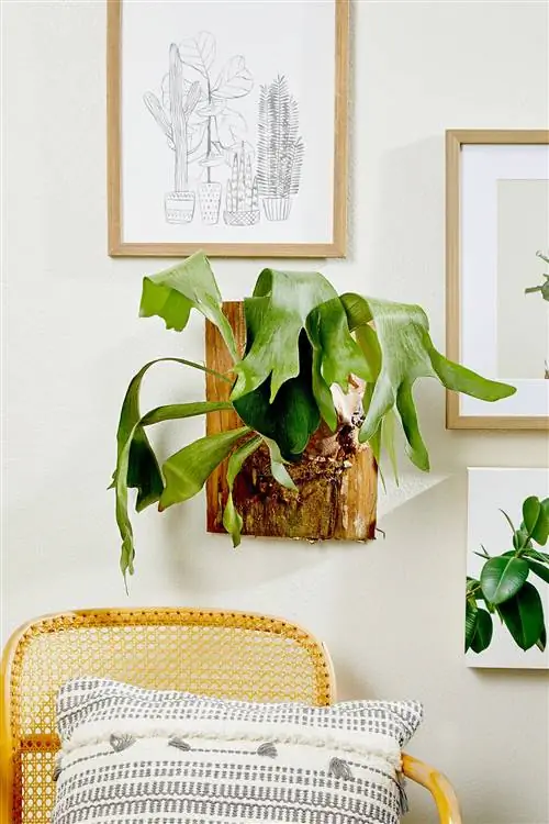 Олений папоротник на стене