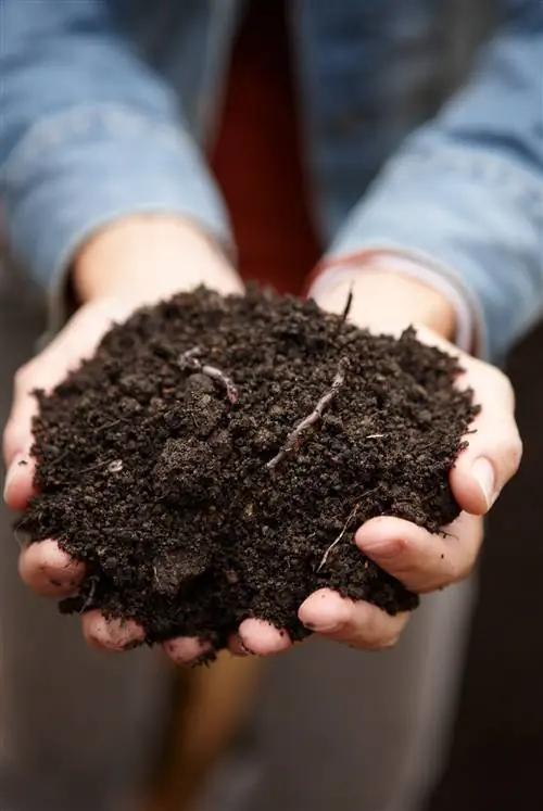 женщина держит грязь с червями