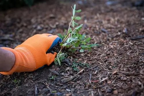 человек вручную пропалывает сад
