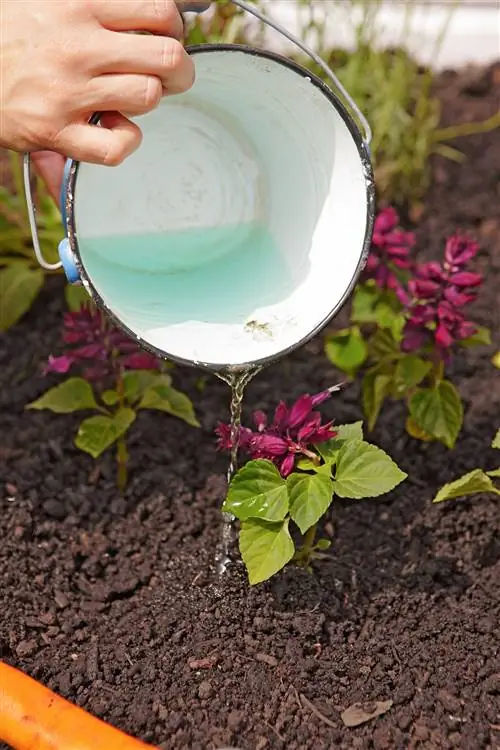 добавление удобрения к цветам с небольшим ведром