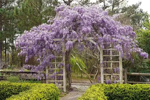 Каскадные цветы глицинии коренных американцев (Wisteria frustecenes Amethyst Falls