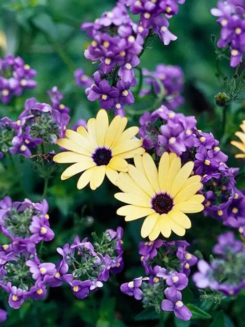 Акцентные цвета