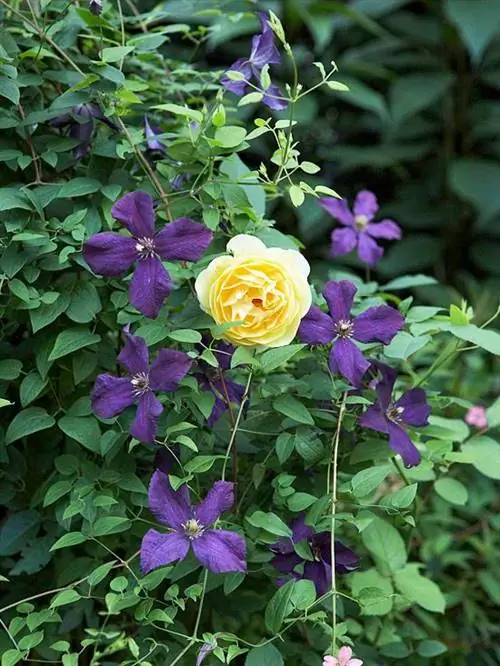 Розы и клематисы