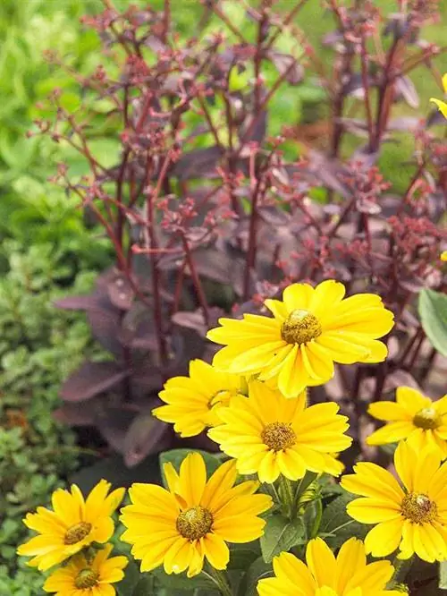 Летние шаровары