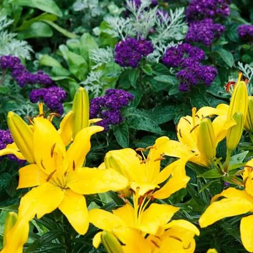 Ароматная пара