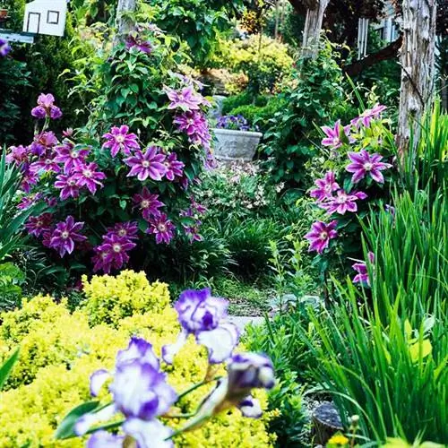 Золотой барбарис с клематисом