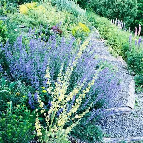 Деревенская многолетняя дорожка