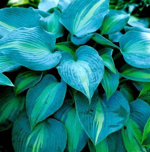 Прикосновение класса Hosta