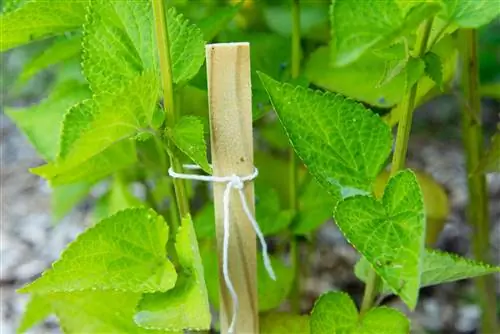 растение привязано к стеблю