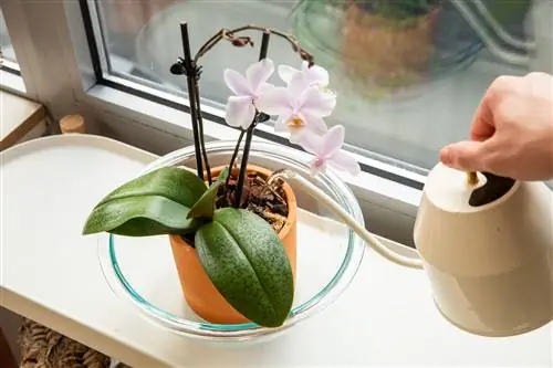 человек поливает орхидею на окне еще