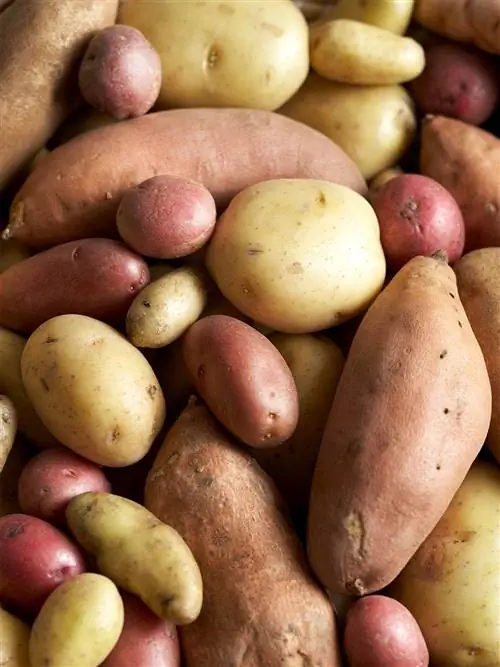 различные сорта картофеля, включая красновато-коричневый, красный и юконский голд