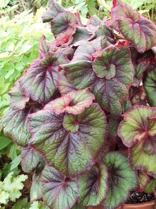 бегония рекс кудрявый огненно-розовый завод