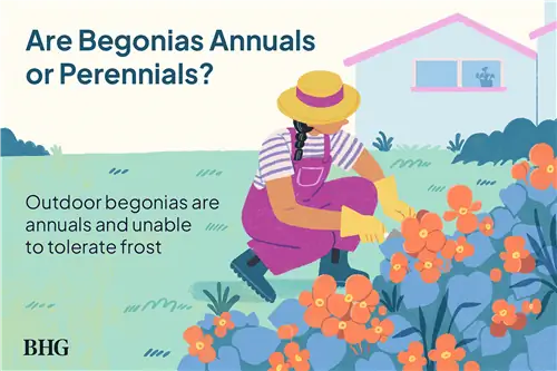 Бегонии однолетники или многолетники?