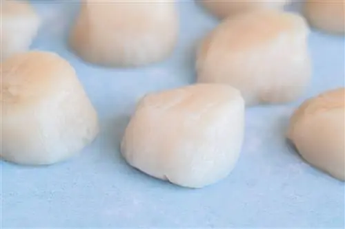 сырые гребешки