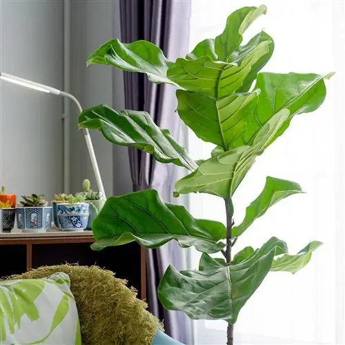 фиговый лист скрипки