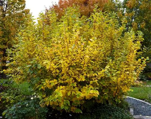 куст гамамелиса