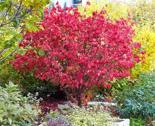 Неопалимая купина Euonymus alatus