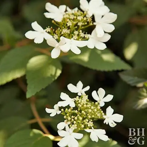Калина многолистная 'Summer Snowflake'