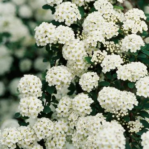 Свадебный венок из спиреи (Spiraea prunifolia ‘Plena’)