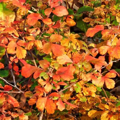 Ароматный сумах