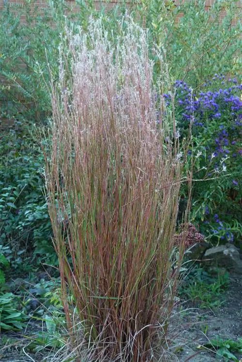 стоя аплодирую маленькому голубому стеблю в саду