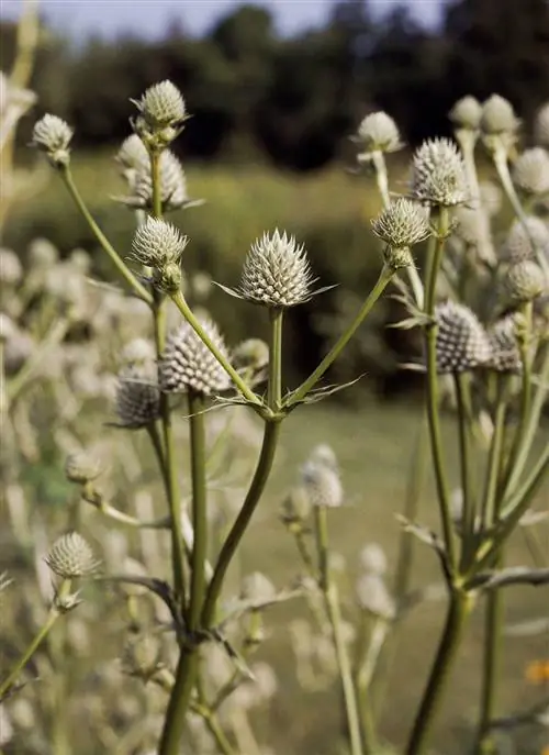 Мастер гремучих змей Эрингиум-морской падуб