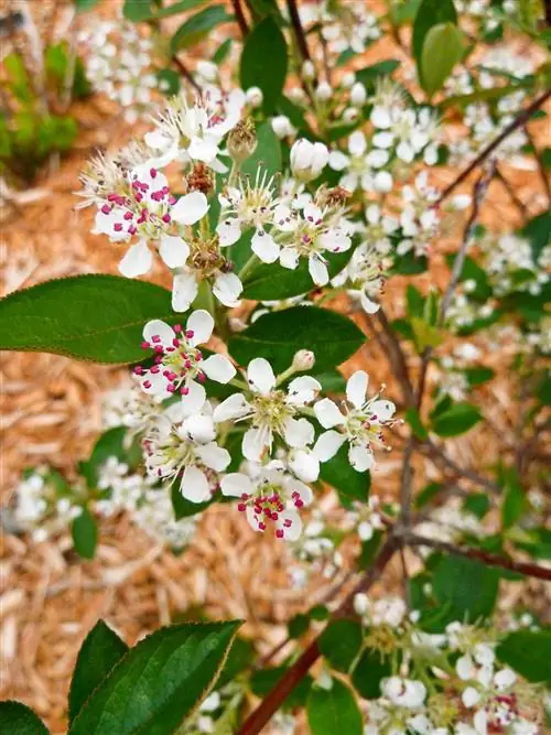 черноплодная рябина Aronia arbutifolia Brilliantissima