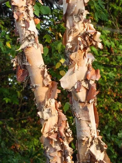Речная береза Betula nigra