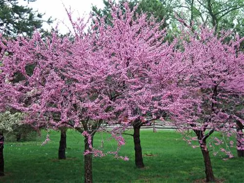 Краснопёрка восточная, Cercis canadensis