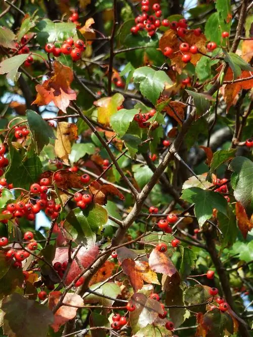 Вашингтонский боярышник Crataegus phaenopyrum