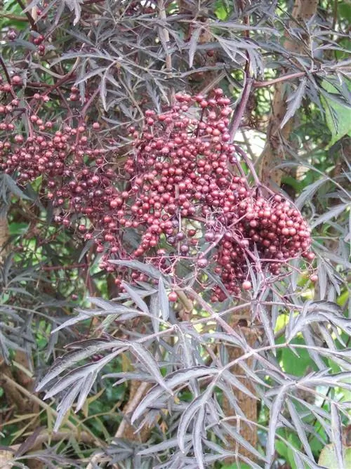 Американская бузина Sambucus nigra