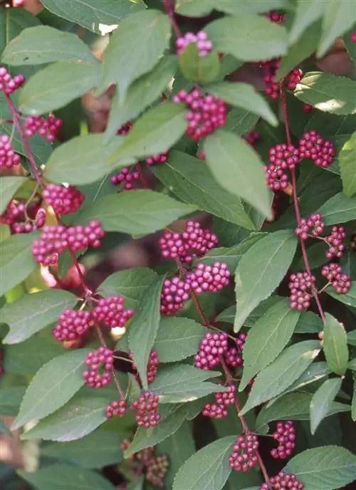 Американский бьютиберри