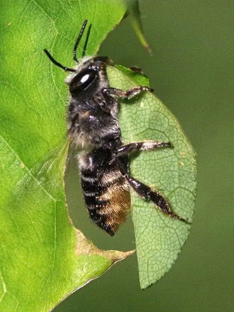 пчела-листорез на листе