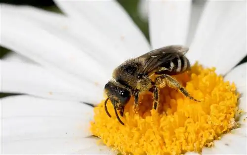 Арендуйте пчел-каменщиков или листорезов, чтобы увеличить количество опылителей