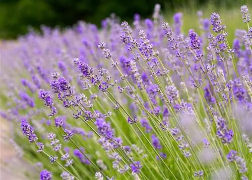 'Фолгейт' английская лаванда